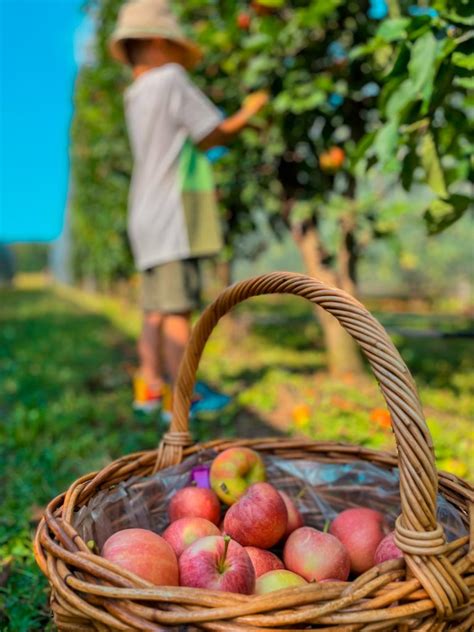 Raccolta delle mele in autunno: consigli per la raccolta